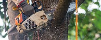 Leaf Removal in Charlotte, NC