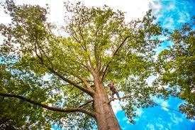 Lawn Pest Prevention in Charlotte, NC