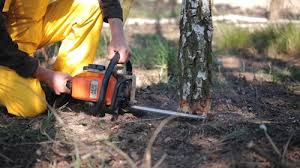 How Our Tree Care Process Works  in  Charlotte, NC