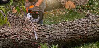 Trusted Charlotte, NC Tree Care Experts